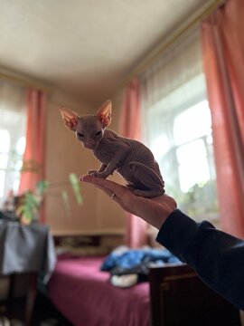 ugc, A cute Sphynx kitten sits on a man's hand.