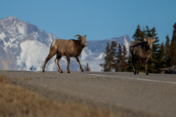 Naklejka premium bighorn sheep and rocky mountains