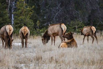 Elk (Wapiti) in Jasper National Park