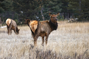 Obraz premium Elk (Wapiti) in Jasper National Park