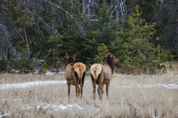 Naklejka premium Elk (Wapiti) in Jasper National Park