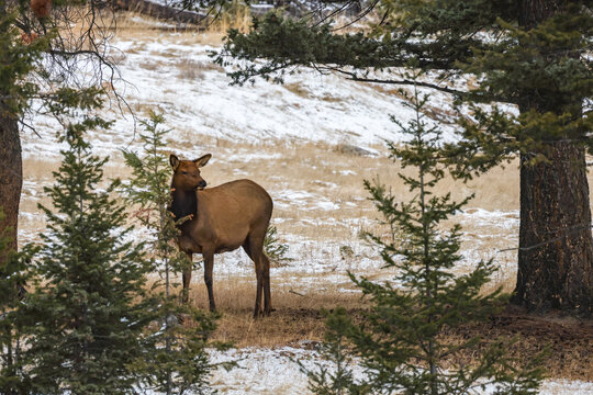 Elk (Wapiti) in Jasper National Park