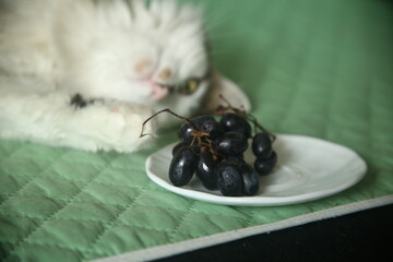 black grape on a plate and pretty cat