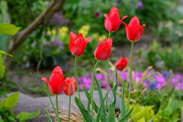 Naklejka premium Vibrant red tulips blooming in a spring garden with blurred floral background