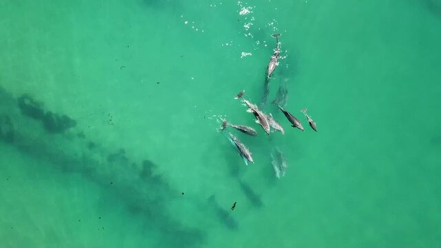 Aerial Drone footage of a pod of dolphin