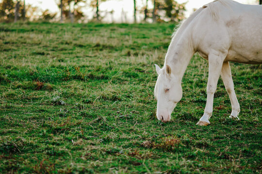 Equestrian dream