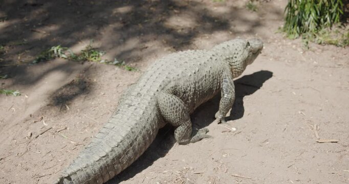 Big American Alligator Walking Away