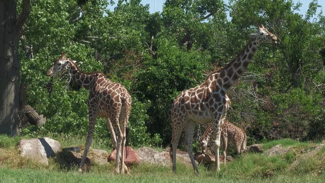 Giraffes, OKC Zoo, Oklahoma City