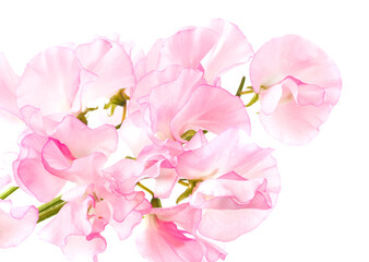 スイートピー　白バック