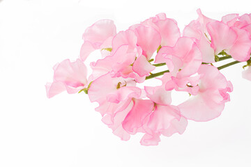 スイートピー　白バック