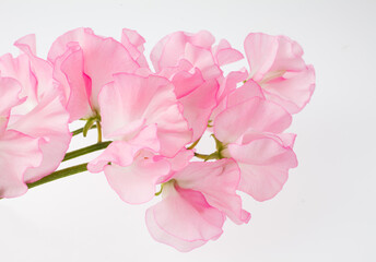 スイートピー　白バック