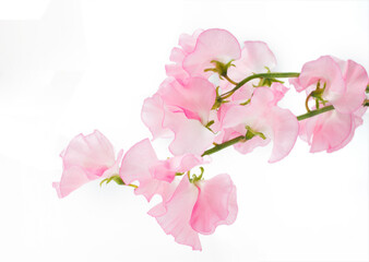 スイートピー　白バック