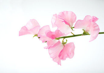 スイートピー　白バック