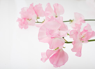 スイートピー　白バック