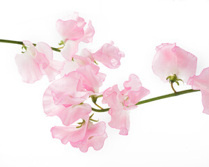 スイートピー　白バック