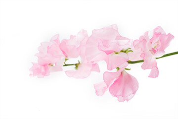 スイートピー　白バック