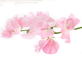 スイートピー　白バック