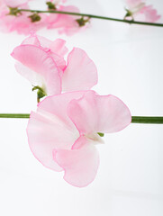 スイートピー　白バック