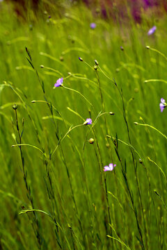 Lein (Linum usitatissimum)