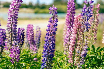 Obraz premium Colorful Lupine Spikes Bloom Beside Sunny Lake