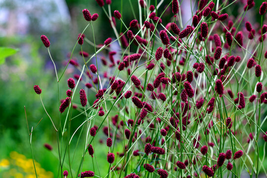 Gro&szlig;er Wiesenknopf (Sanguisorba officinalis)