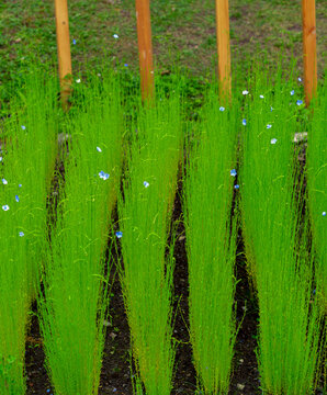Gemeiner Lein (Linum usitatissimum)