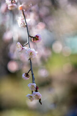 鎌倉26219　海蔵寺8　枝垂れ梅