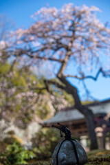 鎌倉26219　海蔵寺2　枝垂れ梅