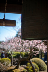 鎌倉26219　海蔵寺1　梅