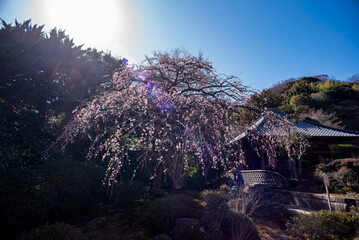 鎌倉26219　海蔵寺3　枝垂れ梅