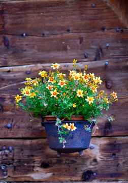 Bl&uuml;hende Goldmarie (Bidens ferulifolia) in einem rustikalen gusseisernen Topf vor einer alten Holzwand