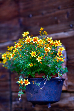 Bl&uuml;hende Goldmarie (Bidens ferulifolia) in einem rustikalen gusseisernen Topf vor einer alten Holzwand