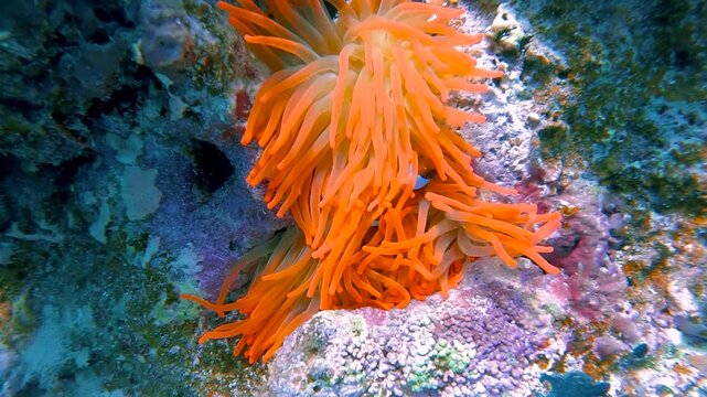 Slow motion video of a clownfish sheltering among sea anemone tentacles on a vibrant coral reef at Sataya Reef, Egypt, in clear tropical Red Sea water.