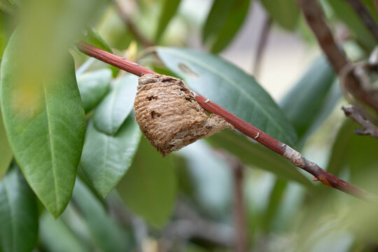 Praying Mantis egg case, Ootheca, attached to a rhododendron branch