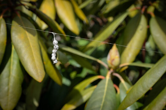 Basilica Orb-Weaver spider egg sack hanging from a single web strand in a rhododendron bush.  Mecynogea lemniscata.
