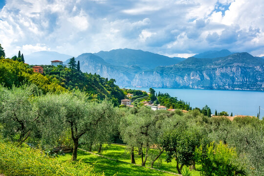 Olive Grove on a Hill Overlooking Lake Garda, Malcesine