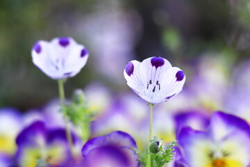 ビオラの花壇に咲いたネモフィラ