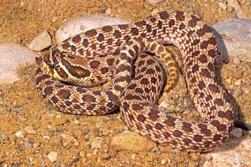 Obraz premium Western hognose snake, Heterodon nasicus