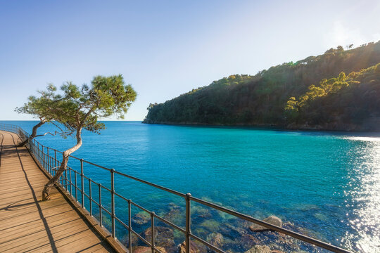 Coastal Path with Pine Trees in Paraggi, Portofino