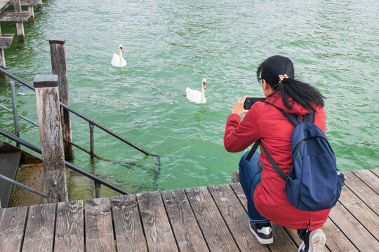 Woman Photographing White Swans from Wooden Lake Pier