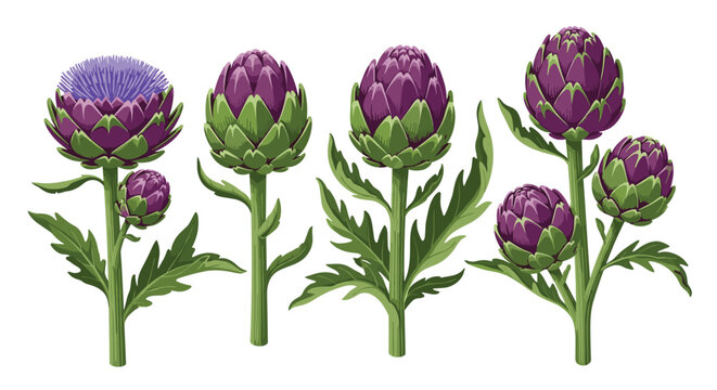 Collection of vibrant purple artichoke plants with detailed green leaves and buds on a white background