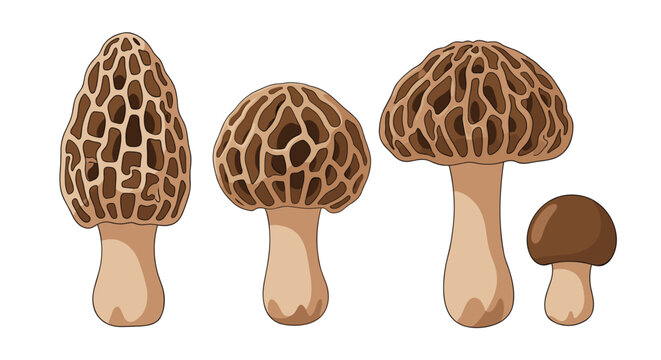 Collection of assorted morel mushrooms and a button mushroom, illustrated on a white background