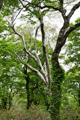 Fototapeta premium 原生林の大木