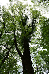 Fototapeta premium 新緑の原生林の大木