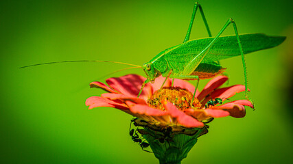 Grasshopper Feeding on Flower Nectar © disturbiodesigner
