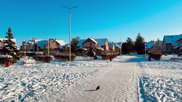 Snow covered suburban park under blue sky, row of cottages framed by pine trees, central lamppost and shoveled path through fresh.