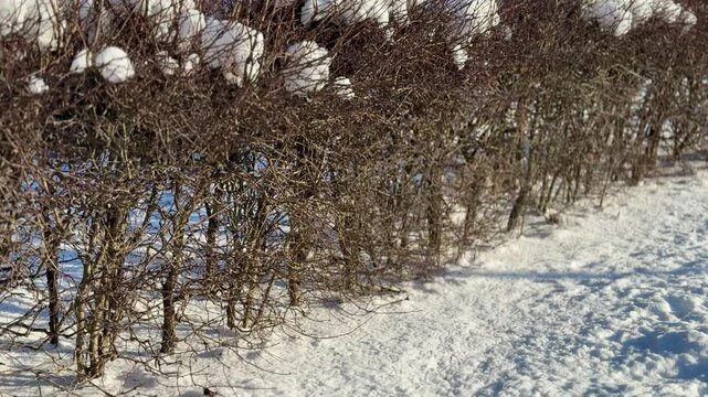 Snowy park birds feeding on millet, pigeons and crows peck, land and take off while jostling over scattered grain near hedge.