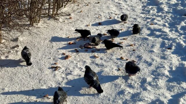 Pigeons and crows pecking millet on snow in park with brown bushes, bright blue sky, crisp winter light, birds forage.