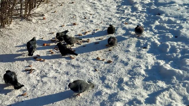 Snowy park birds feeding on millet, pigeons and crows peck, land and take off while jostling over scattered grain near hedge.