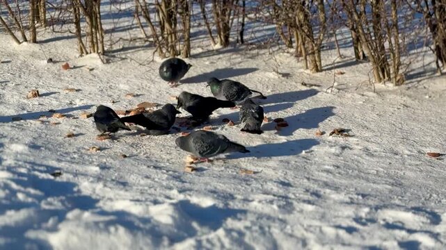 Pigeons and crows pecking millet on snow in park with brown bushes, bright blue sky, crisp winter light, birds forage.